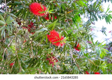 Bottlebrush Tree Leaf And Flower