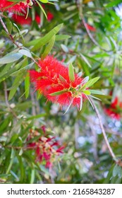 Bottlebrush Tree Leaf And Flower