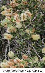 Bottlebrush Tree In Sunny July