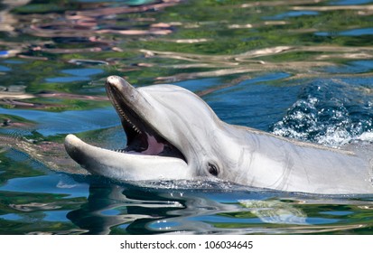 Bottlenose Dolphin