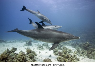 Bottlenose Dolphin