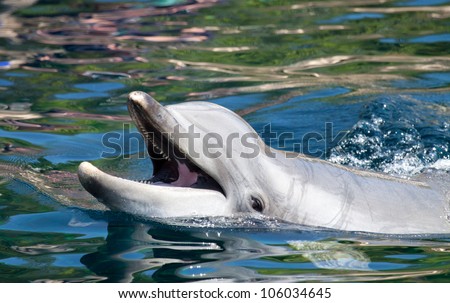 bottlenose dolphin Stock foto © 