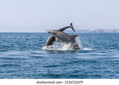 Bottlenose Dolphin, Algarve Portugal, Sagres, Out On The Ocean