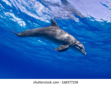 Bottlenose Dolphin in the Bahamas Crater Feeding
