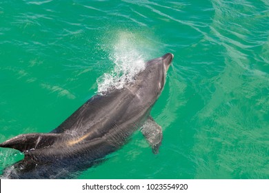 Bottlenose Dolphin Breathing 