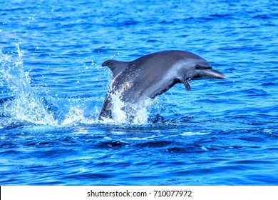 Bottlenose Dolphin Costa Rica