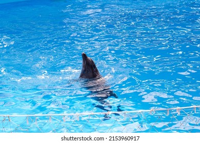 A Bottlenose Dolphin In The Dolphinarium's Pool Sticks Its Head Out Of The Water. Part Of The Fencing Net, Blue Clear Water, Dolphin.