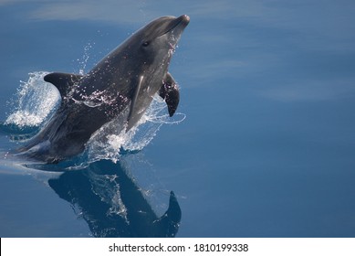 Bottlenose Dolphin, Found In Florida Keys National Marine Sanctuary.