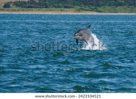 Bottlenose Dolphin frolic in Inverness harbor