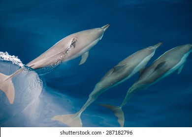 Bottlenose Dolphin Group