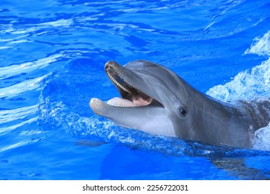 Bottlenose Dolphin Headshot in Water