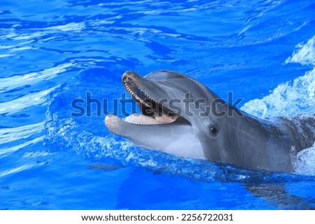 Bottlenose Dolphin Headshot in Water