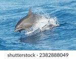 A Bottlenose Dolphin, a highly intelligent marine mammal, gracefully emerges from the water, exemplifying aquatic life, social behavior, and conservation efforts