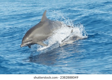 A Bottlenose Dolphin, a highly intelligent marine mammal, gracefully emerges from the water, exemplifying aquatic life, social behavior, and conservation efforts