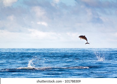 Bottlenose dolphin jumping at the Azores