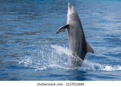 Bottlenose Dolphin Jumping Back Flip Swimming Outside The Water Portrait