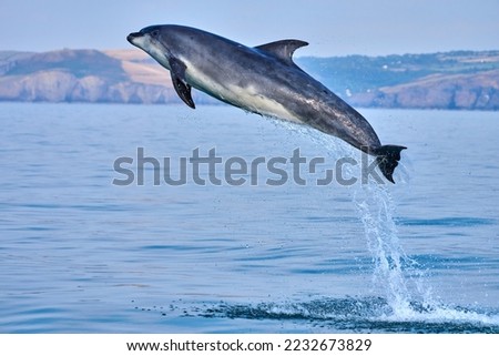Bottlenose Dolphin jumping high from the Celtic waters surrounding Wales, Cardigan Bay