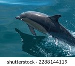 Bottlenose Dolphin, Kaikoura, New Zealand