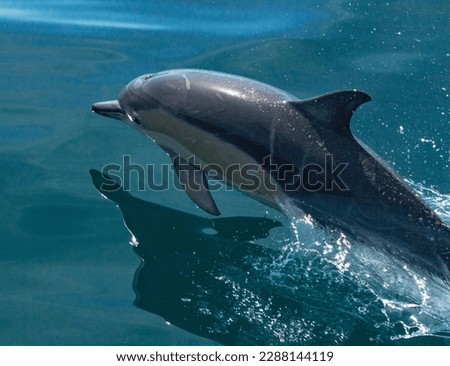 Bottlenose Dolphin, Kaikoura, New Zealand