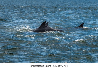 Bottlenose Dolphin In The Moray Firth At Chanonry Point Near Inverness In Scotland