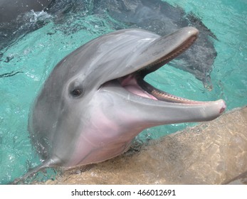 Bottlenose Dolphin At Sea World In Orlando, Florida.