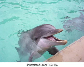 Bottlenose Dolphin At Seaworld Orlando