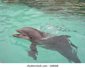 Bottlenose Dolphin At Seaworld Orlando