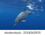 Bottlenose dolphin is swimming near the surface. Dolphins in Indian ocean. 