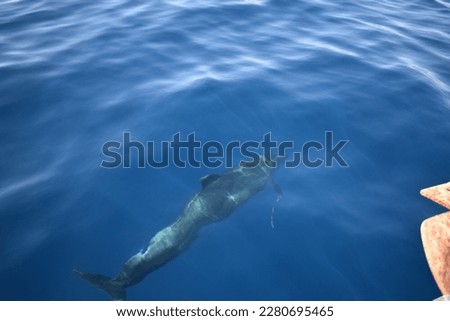 bottlenose dolphin swimming underwater near the boat