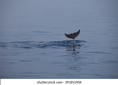 Bottlenose Dolphin Tail In Calm Water