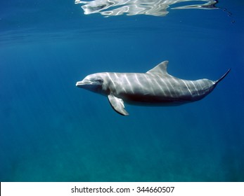 Bottlenose Dolphin (Tursiops)  Swimming By Underwater