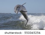 Bottlenose Dolphin - (Tursiops truncatus)