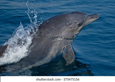 Bottlenose Dolphin, Tursiops Truncatus