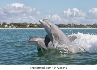 Bottlenose Dolphin - Tursiops Truncatus