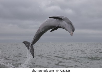 Bottlenose Dolphin (Tursiops Truncatus)