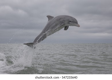 Bottlenose Dolphin (Tursiops Truncatus)