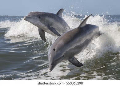 Bottlenose Dolphin - (Tursiops truncatus)