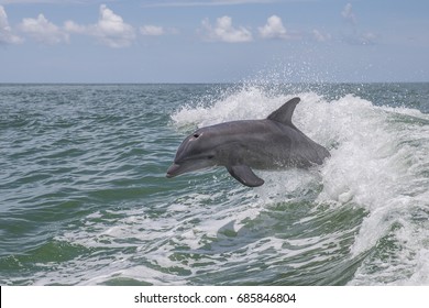 Bottlenose Dolphin (Tursiops Truncatus)