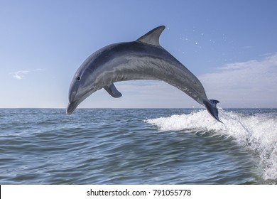 Bottlenose Dolphin -  Tursiops truncatus