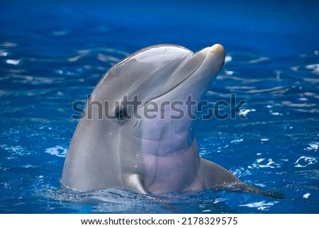 Bottlenose dolphin (tursiops truncatus) in captivity, head out of the water