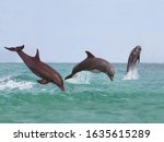 BOTTLENOSE DOLPHIN tursiops truncatus, GROUP LEAPING OUT OF THE WATER, HONDURAS 