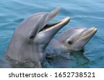 Bottlenose Dolphin, tursiops truncatus, Heads at Surface  