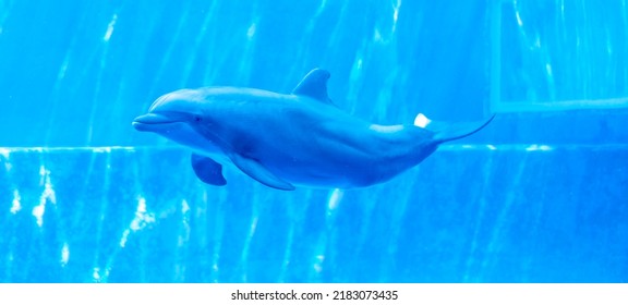 bottlenose dolphin Tursiops truncatus in large aquarium. High quality photo
