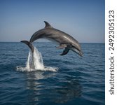 The Bottlenose Dolphin (Tursiops truncatus) is one of the most well-known and widely recognized dolphin species, often seen in marine parks and popular coastal areas. Characterized by its sleek, gray 