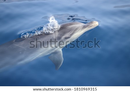 Bottlenose dolphin (Tursiops truncatus) starting to breath close tu the surface. Picture taken during a whale watching trip in the south of Tenerife, Spain