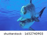 Bottlenose Dolphin, tursiops truncatus underwater view