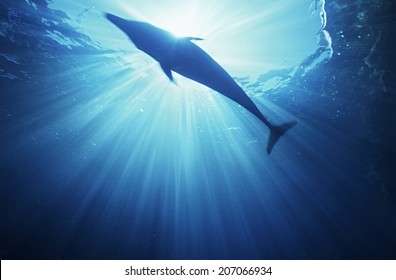 Bottlenose Dolphin (tursiops Truncatus), Underwater View