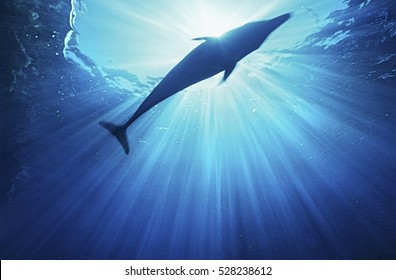 Bottlenose Dolphin (tursiops Truncatus), Underwater View