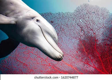 Bottlenose Dolphin Underwater On Reef Background Looking At You