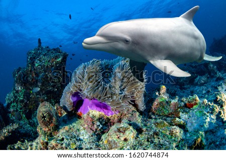 bottlenose dolphin underwater on reef background looking at you